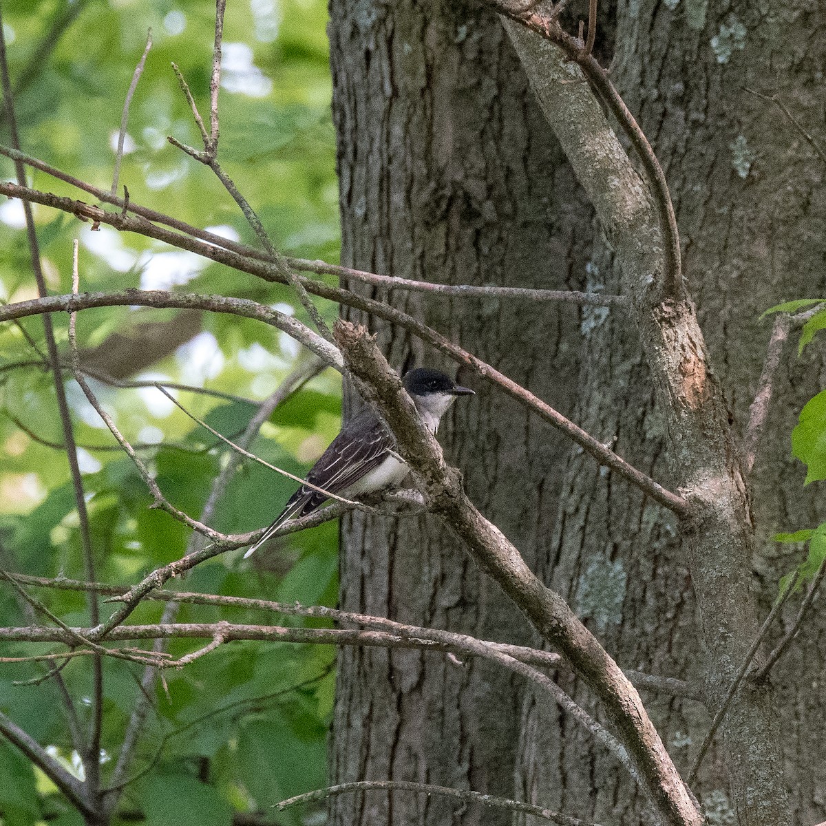 Tyran tritri - ML580384481