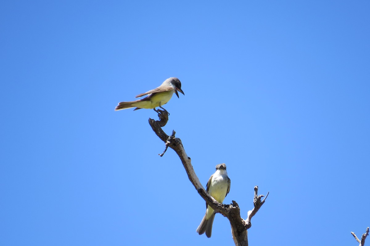 Thick-billed Kingbird - ML580384501