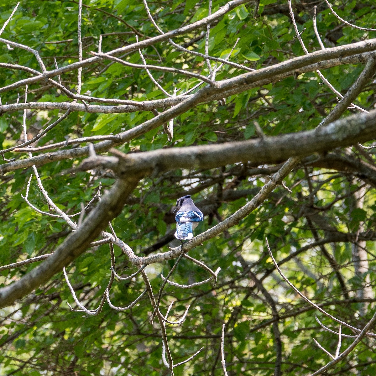 Geai bleu - ML580384541