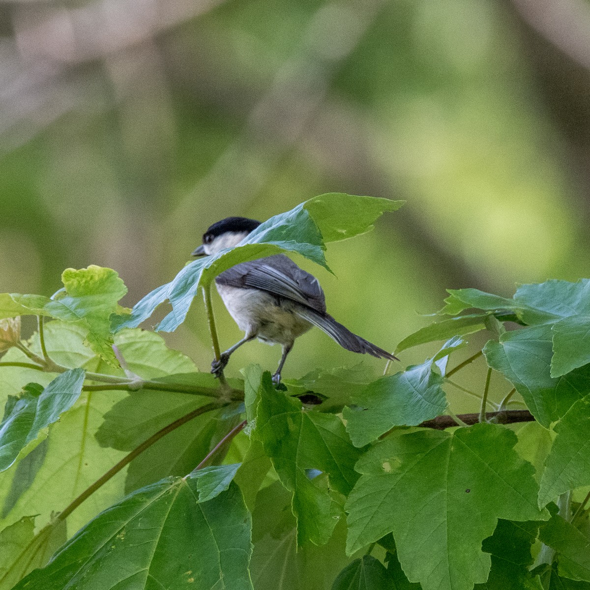 Mésange de Caroline - ML580384671