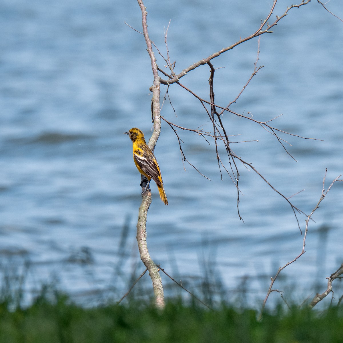 Oriole de Baltimore - ML580384711