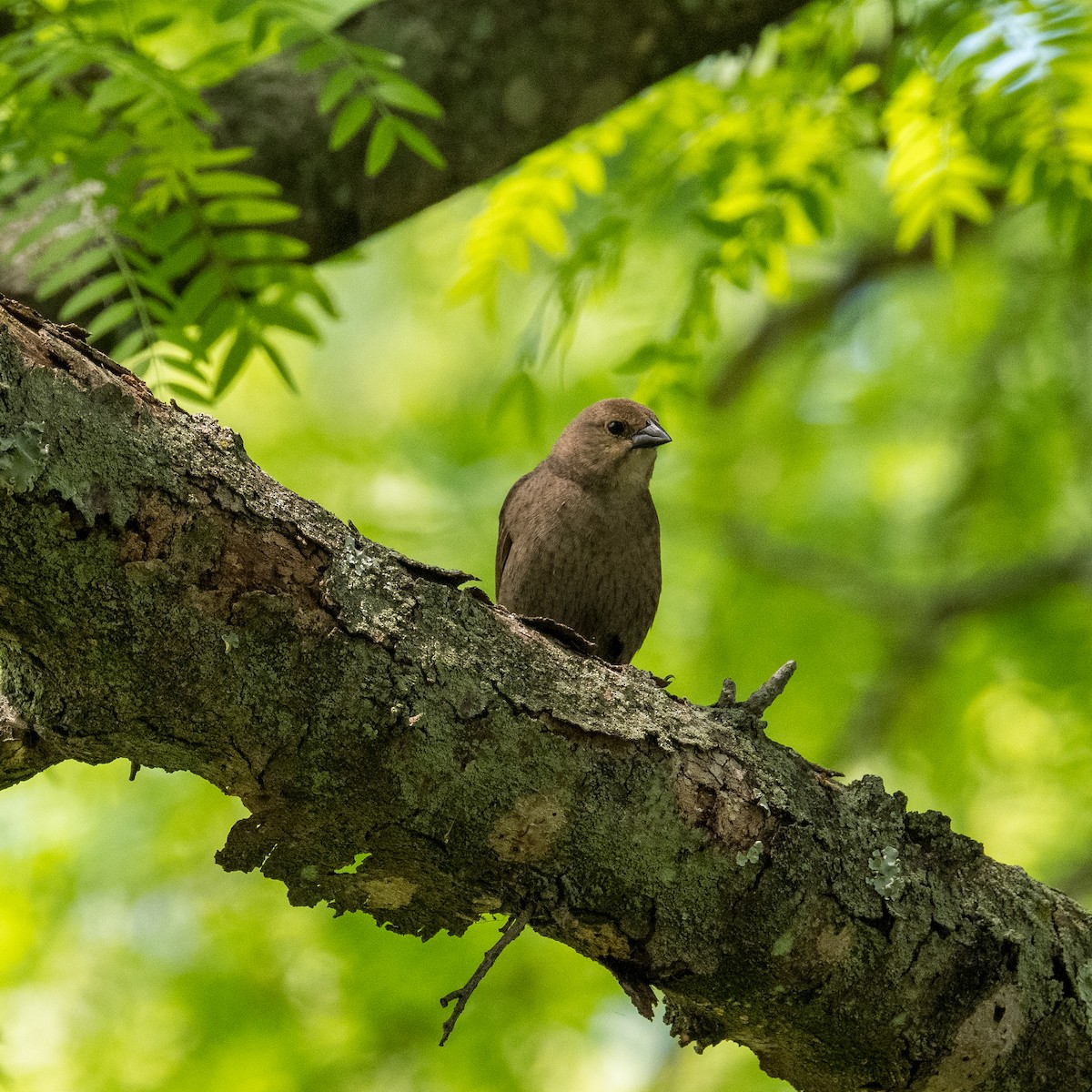 Vacher à tête brune - ML580384771