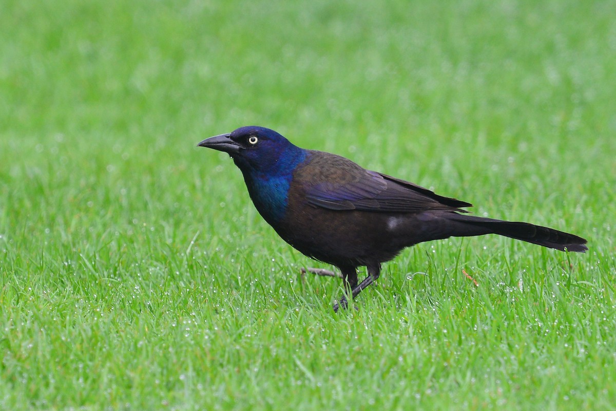 Common Grackle - ML58038511