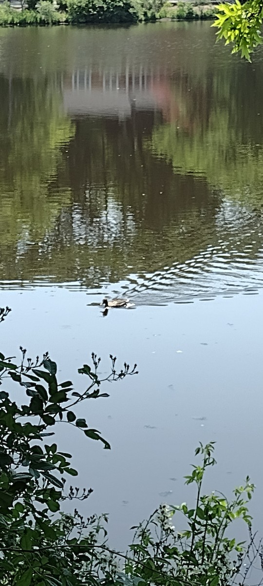 Mallard (Domestic type) - ML580385161
