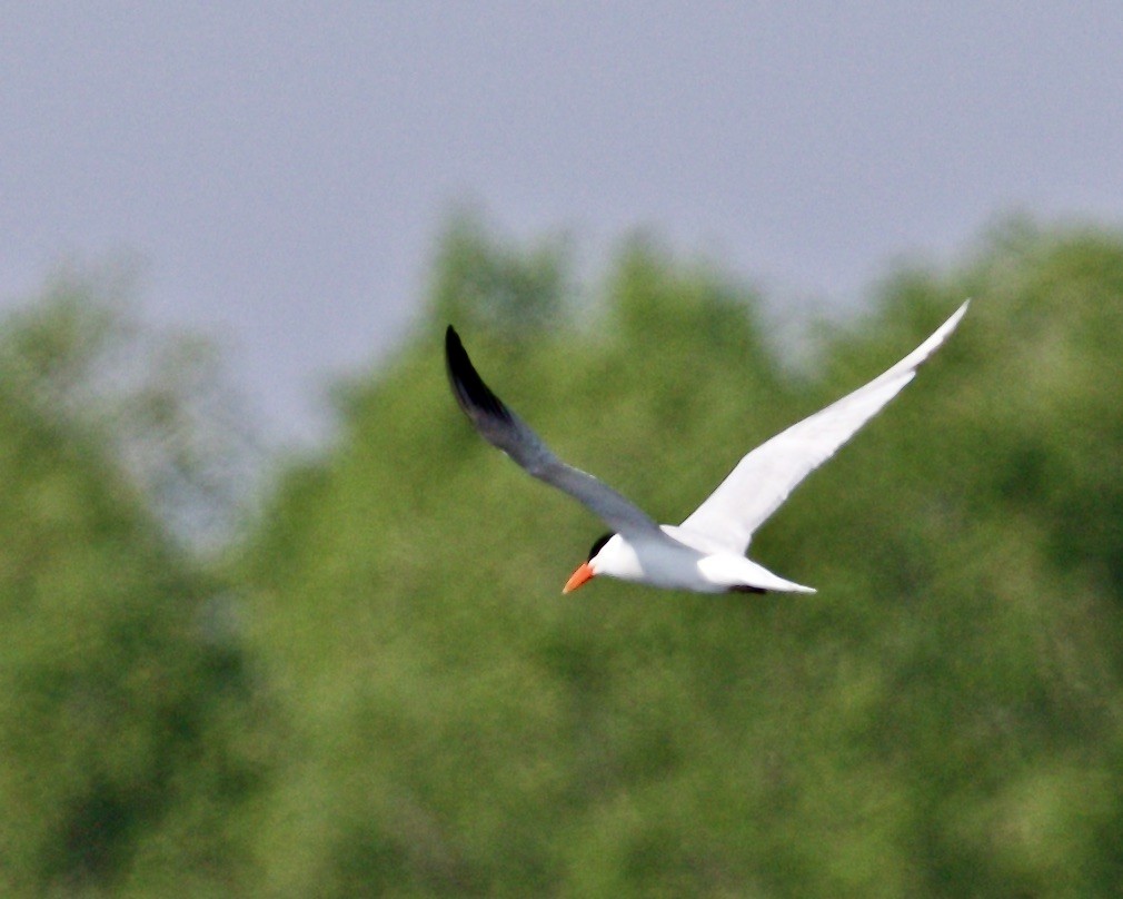 Caspian Tern - ML580385661