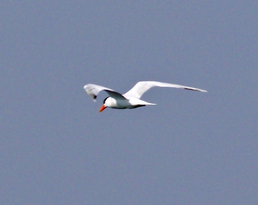 Caspian Tern - ML580385671