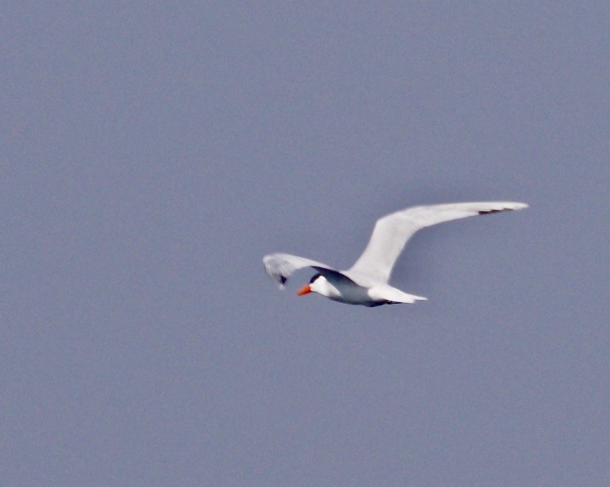 Caspian Tern - ML580385681