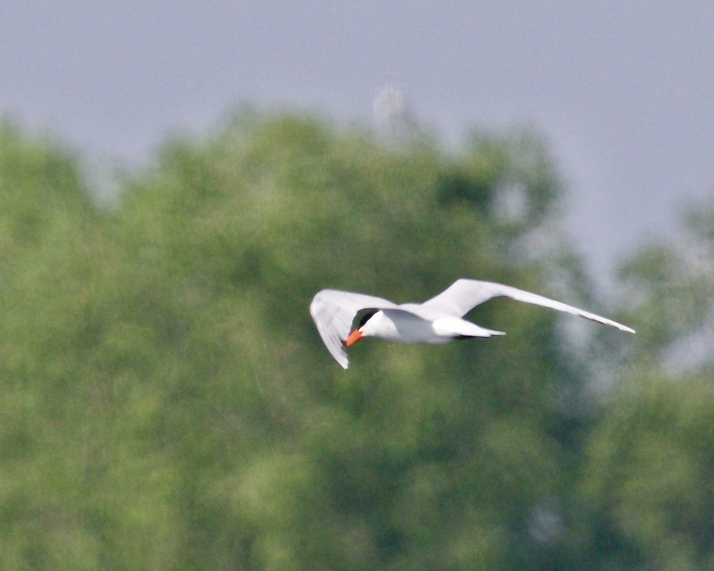 Caspian Tern - ML580385691