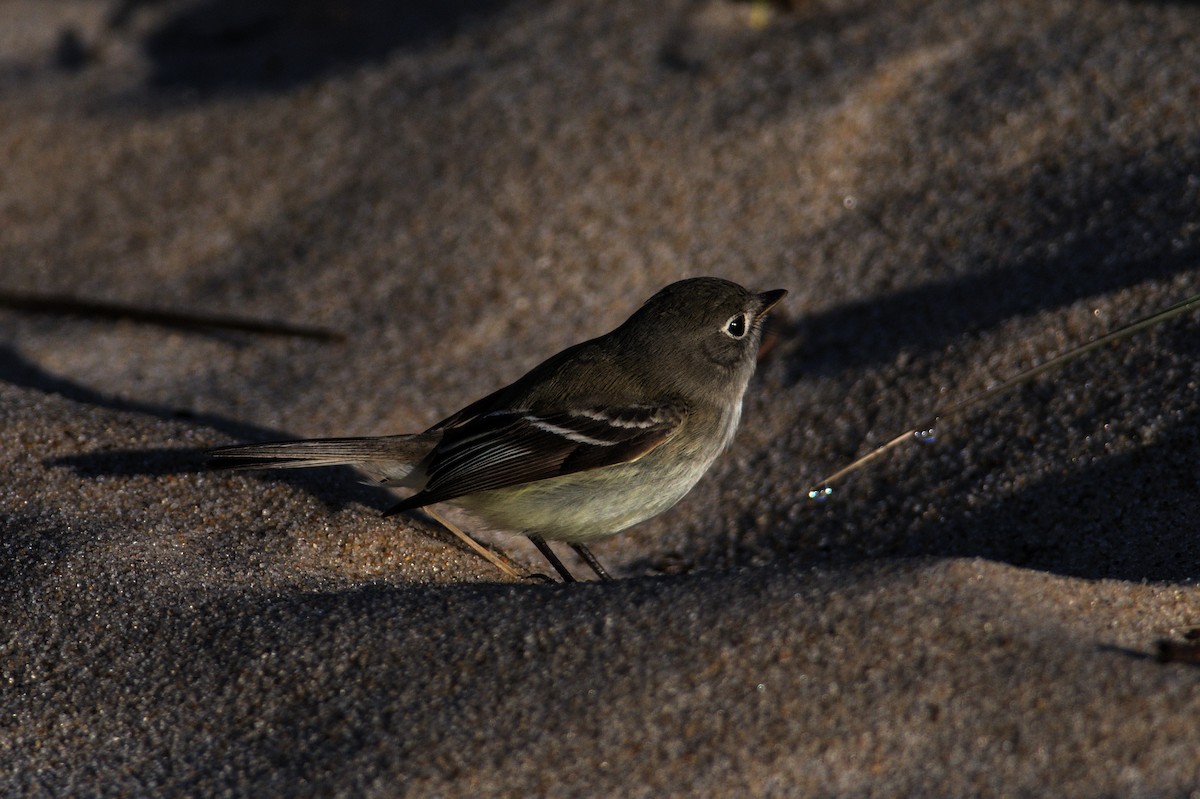Least Flycatcher - ML580386011