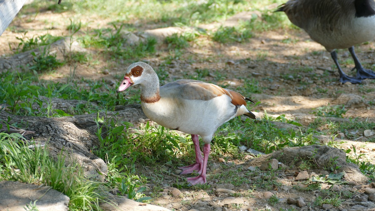 Egyptian Goose - Adelle Frank
