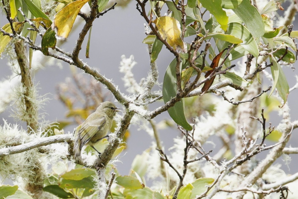 Hawaii-Amakihikleidervogel - ML580387041