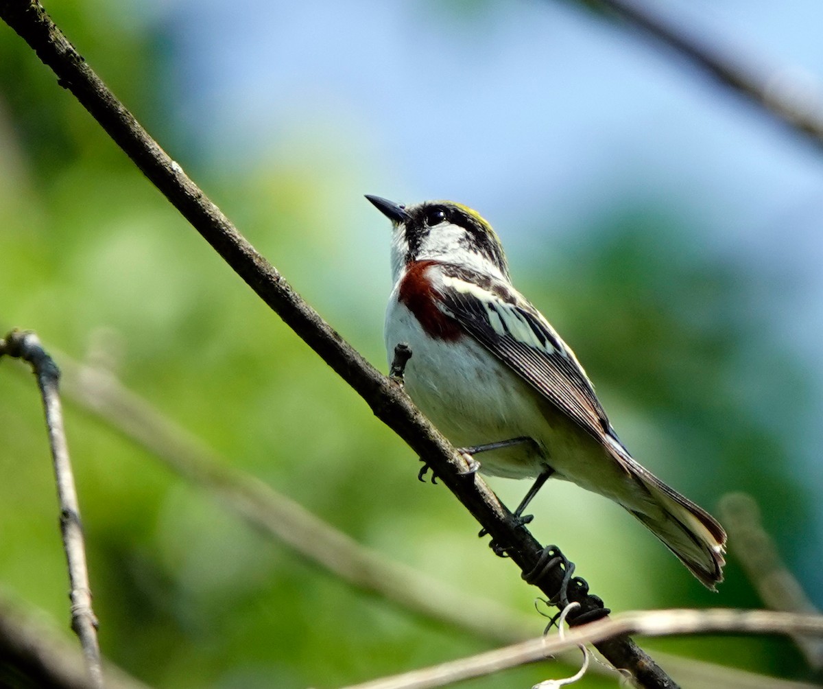 Gelbscheitel-Waldsänger - ML580387331