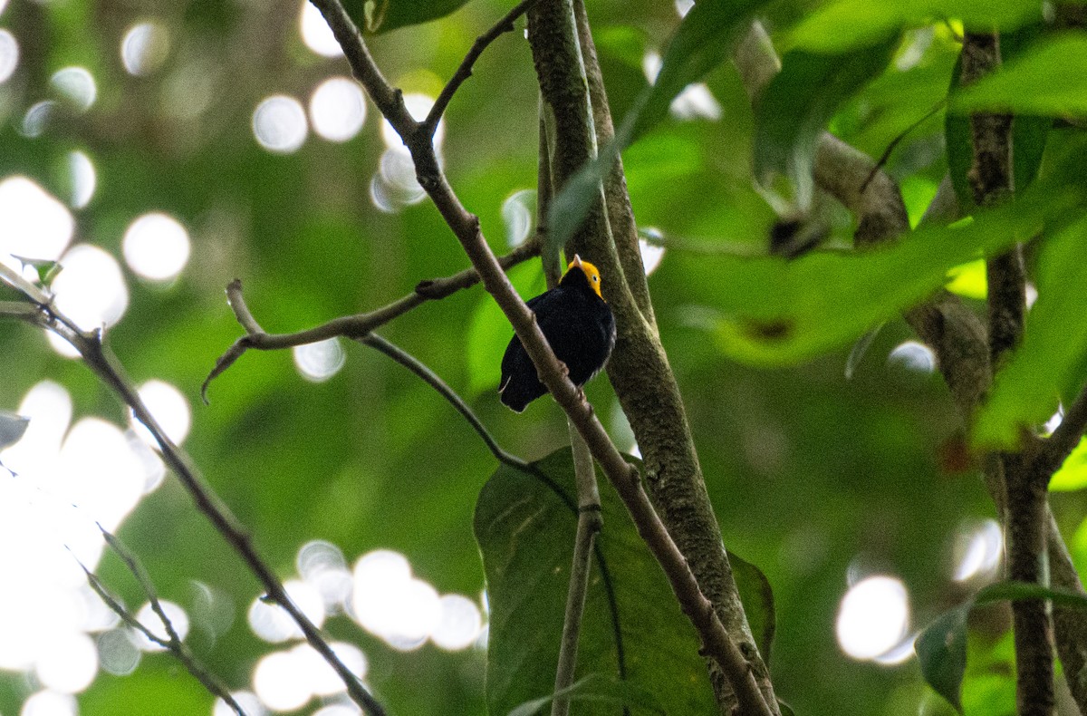 Golden-headed Manakin - ML580387621