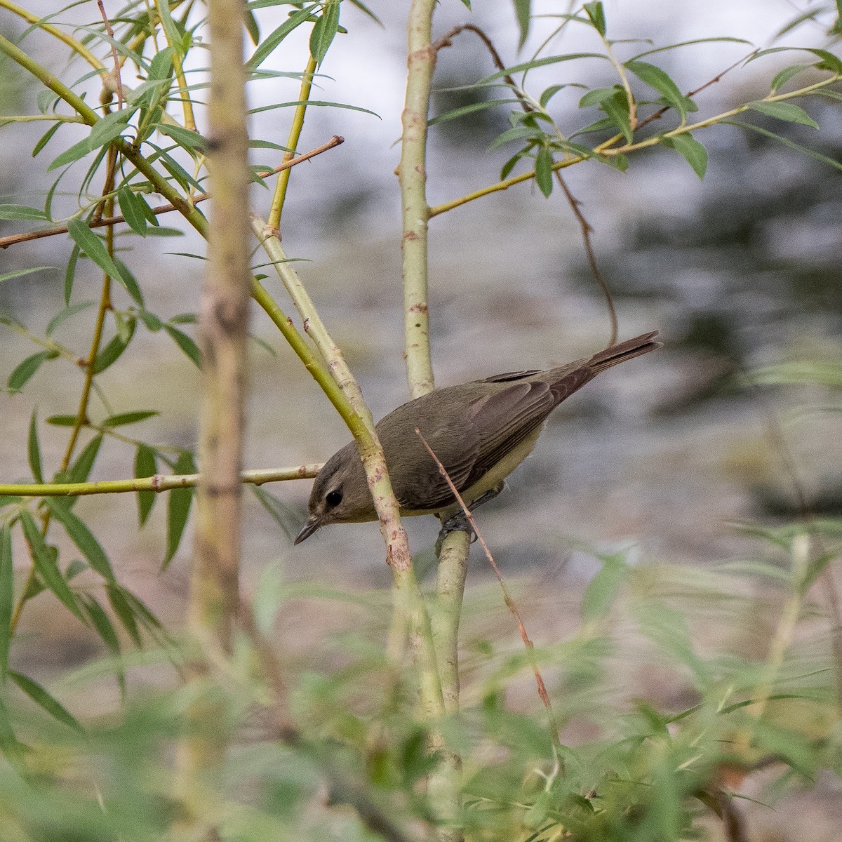 Philadelphia Vireo - ML580390351