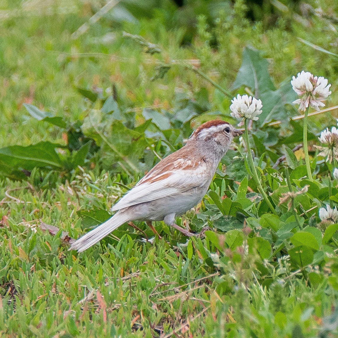 Chipping Sparrow - ML580390631