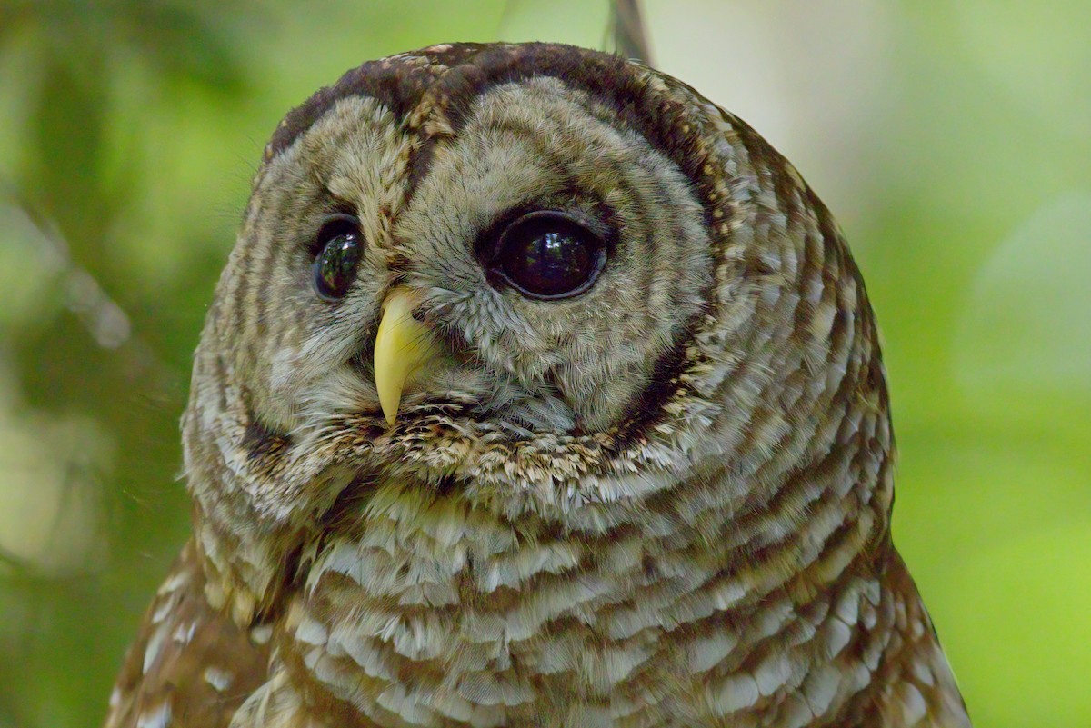 Barred Owl - James Williams