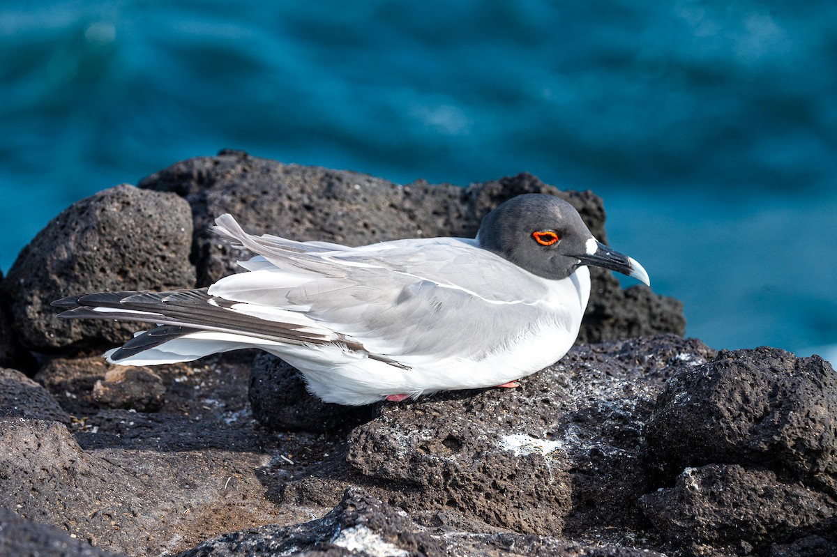 Swallow-tailed Gull - ML580393921