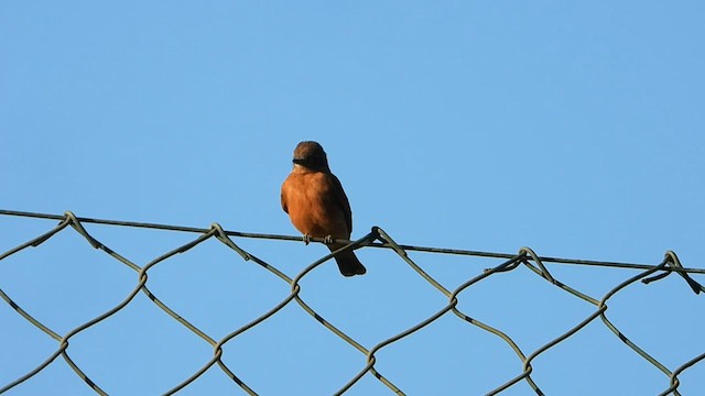 Cliff Flycatcher - ML580394711