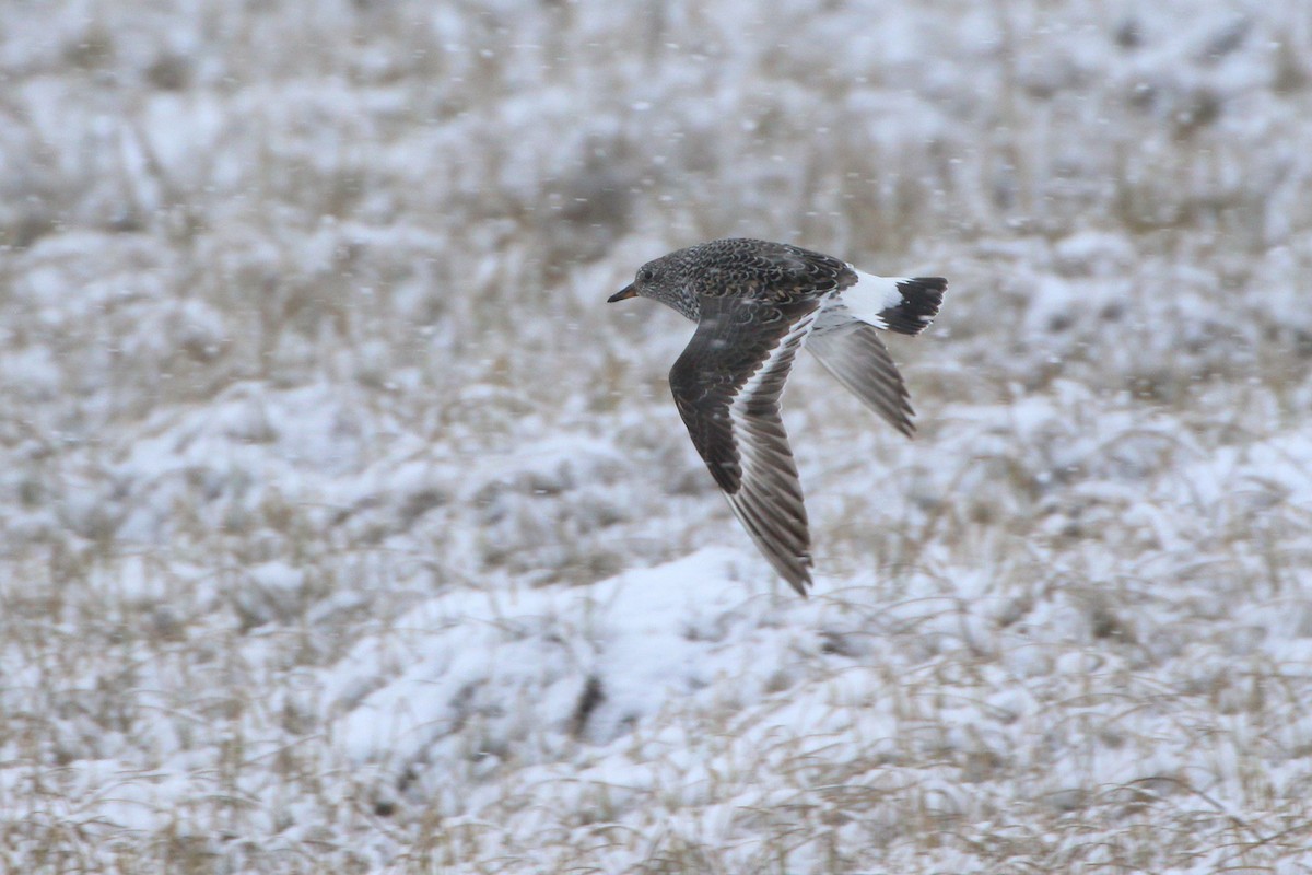 Surfbird - Seth Beaudreault