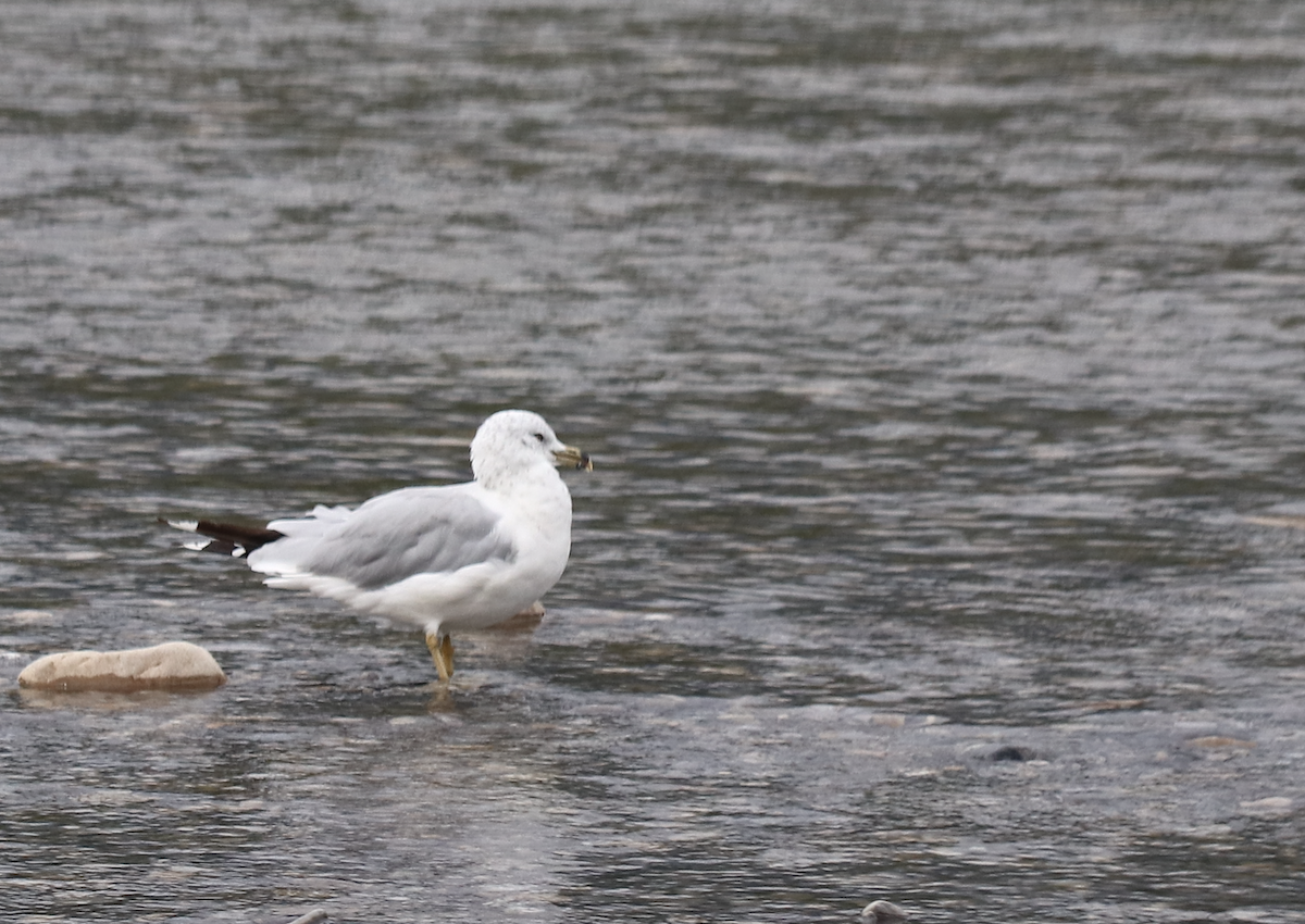 Ring-billed Gull - ML580395881