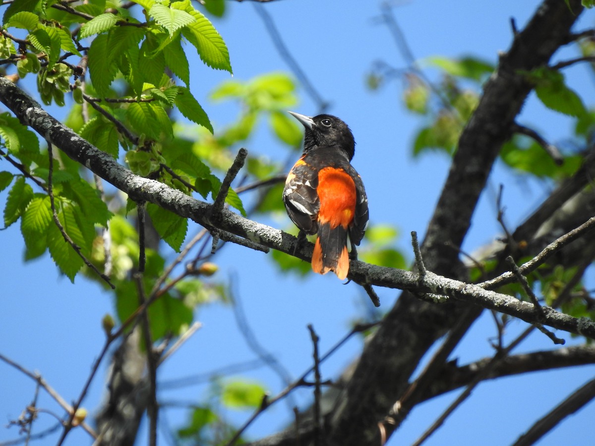 Baltimore Oriole - ML580396021