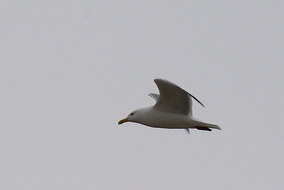 Herring Gull - Richard Staniforth