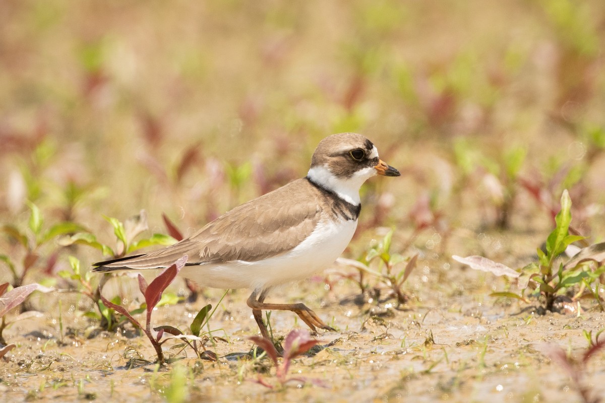 Semipalmated Plover - ML580396411