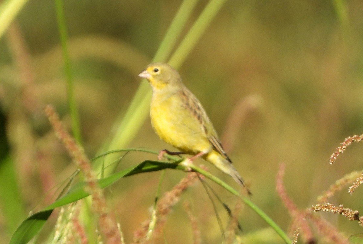 Grassland Yellow-Finch - ML580396651