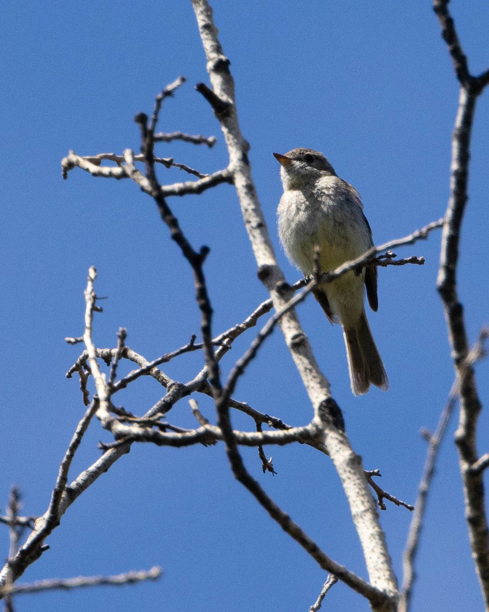 Dusky Flycatcher - ML580398461