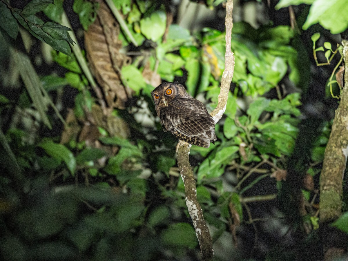 Tawny-bellied Screech-Owl - ML580398551