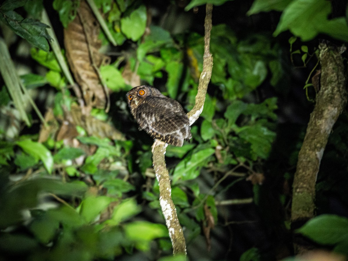 Tawny-bellied Screech-Owl - Christian Williams