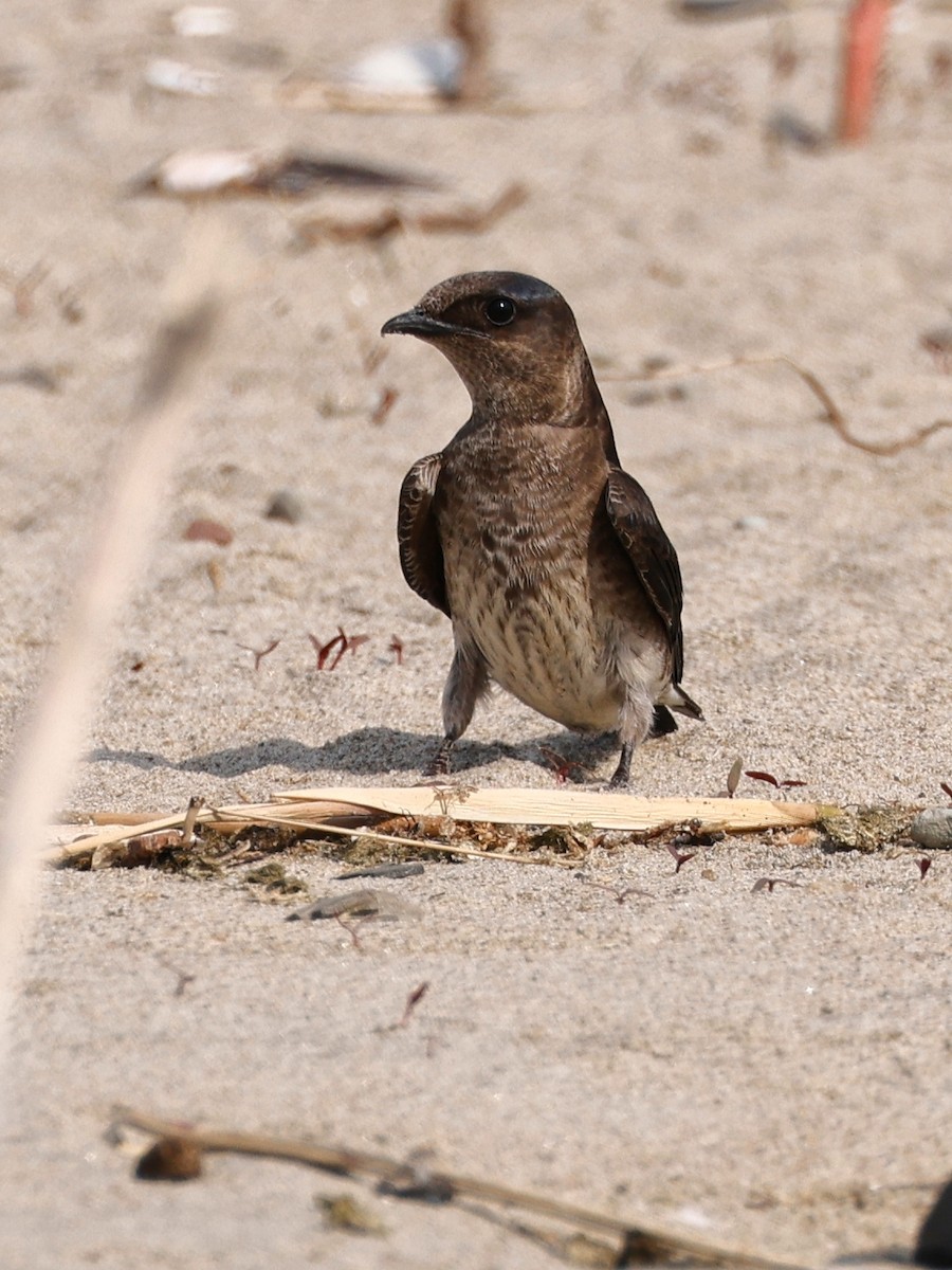 Purple Martin - ML580401091