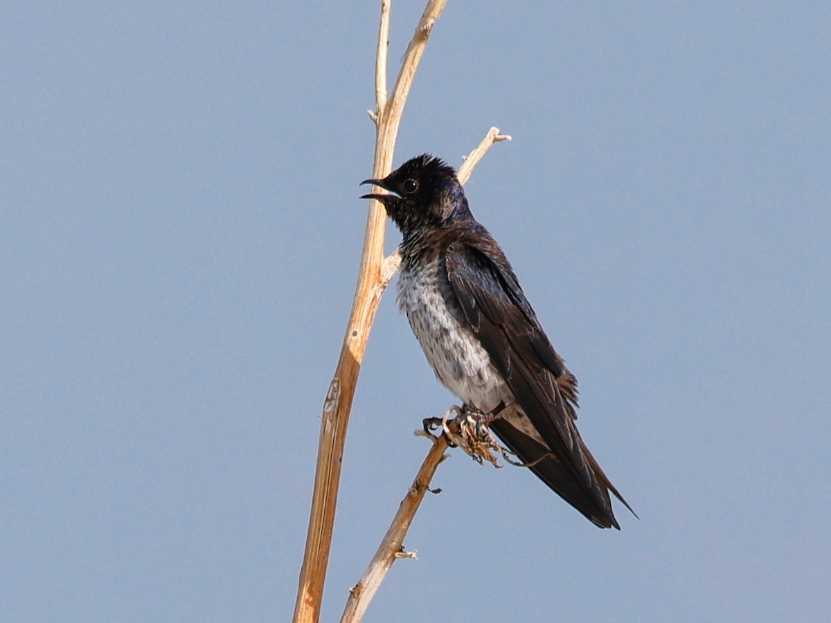 Purple Martin - ML580401231