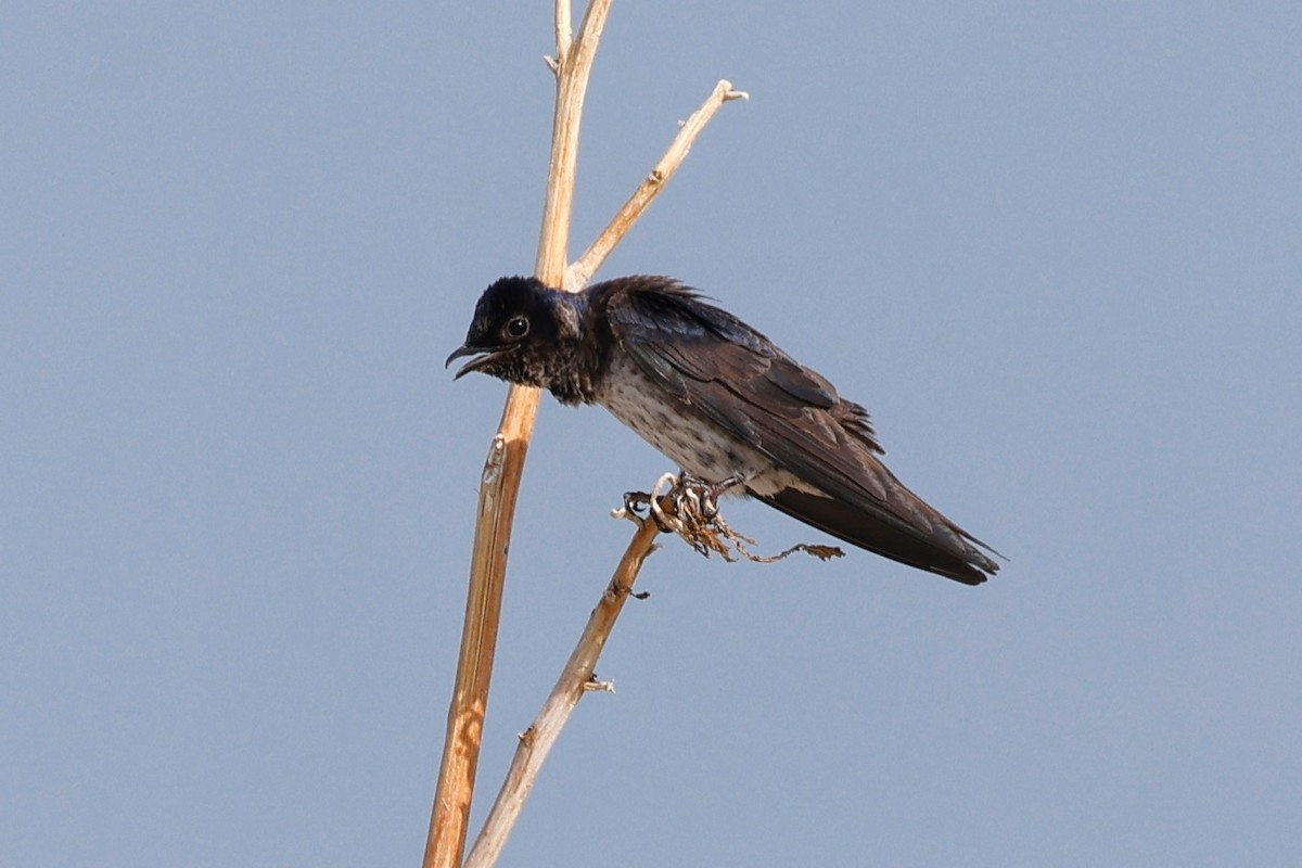 Purple Martin - ML580401251