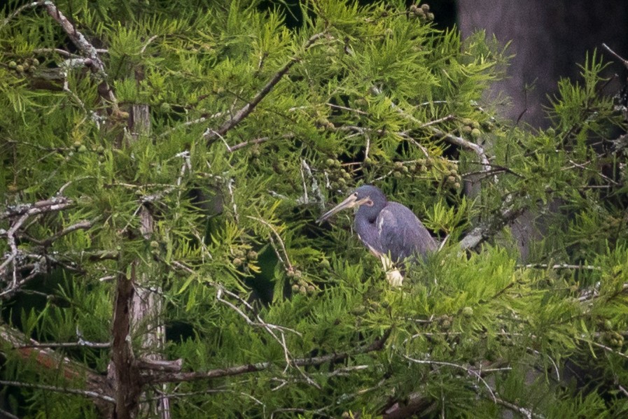 Tricolored Heron - Kevin S