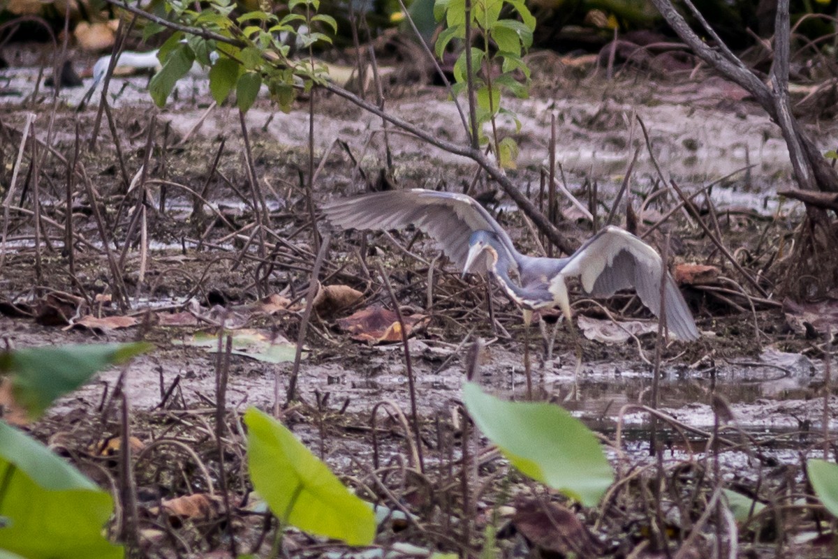 Tricolored Heron - Kevin S
