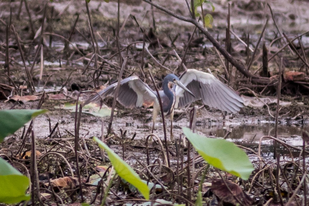 Tricolored Heron - Kevin S