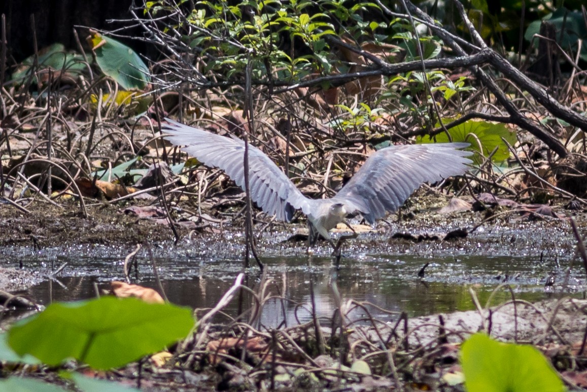 Tricolored Heron - ML580402211