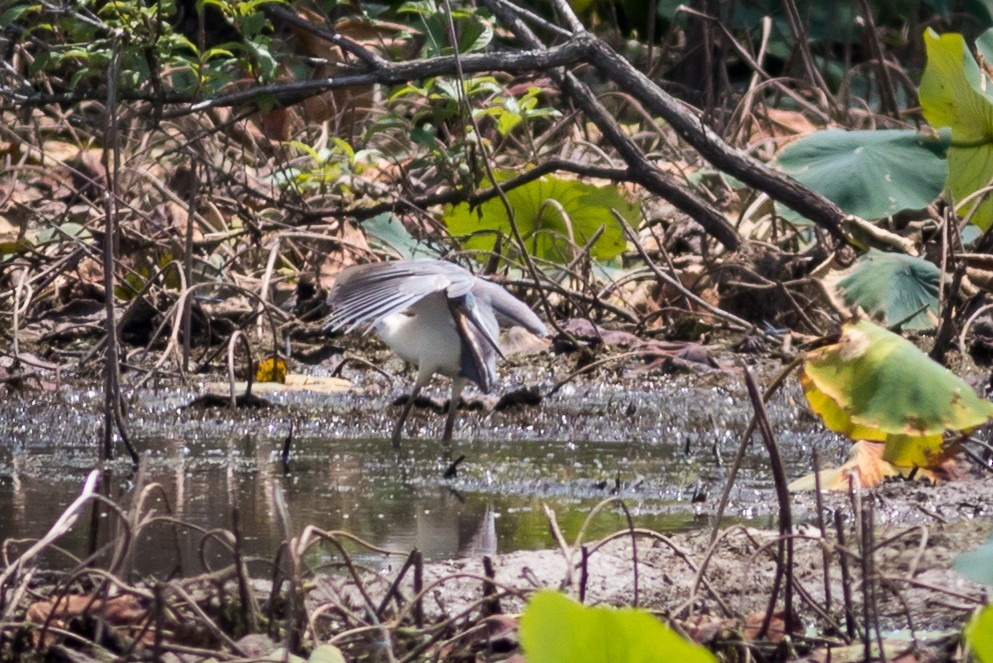 Tricolored Heron - Kevin S