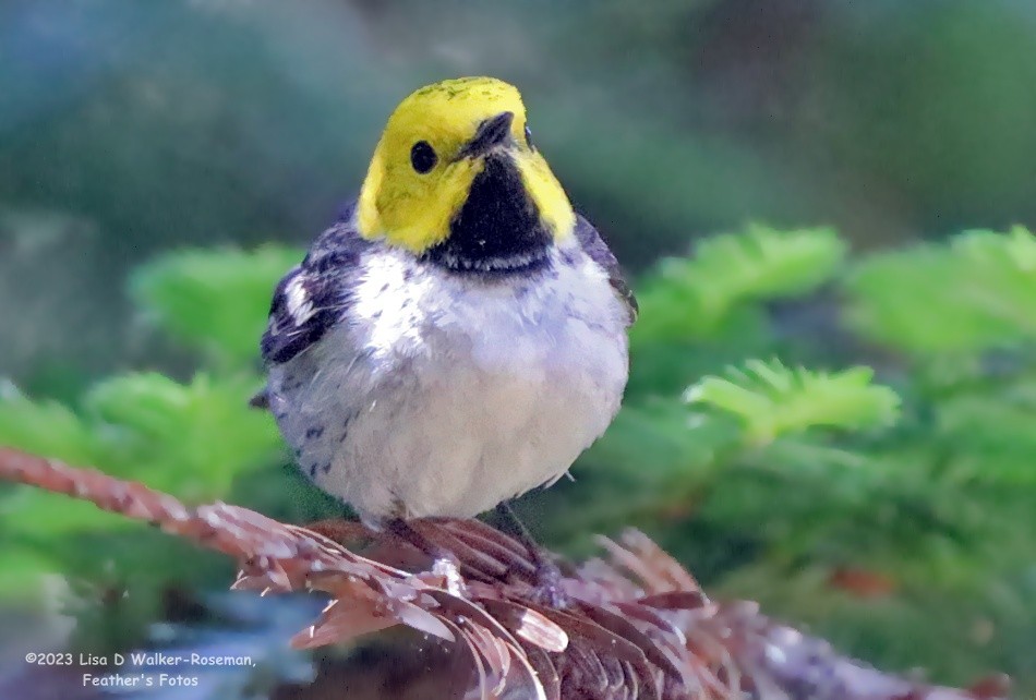 Hermit Warbler - ML580402391