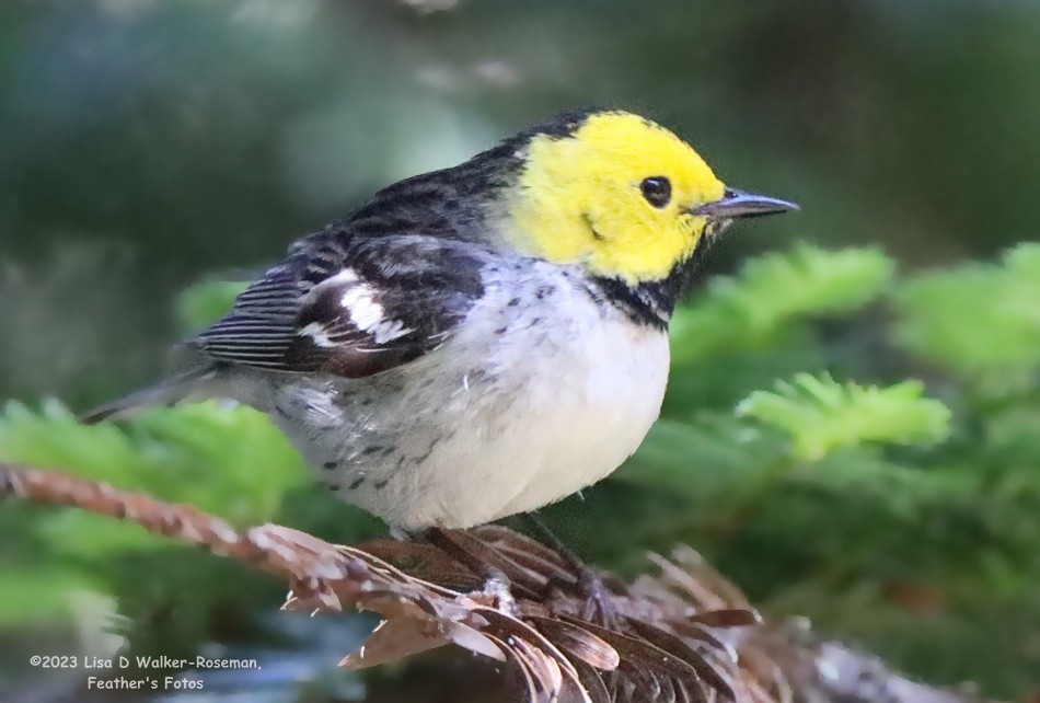 Hermit Warbler - ML580402401