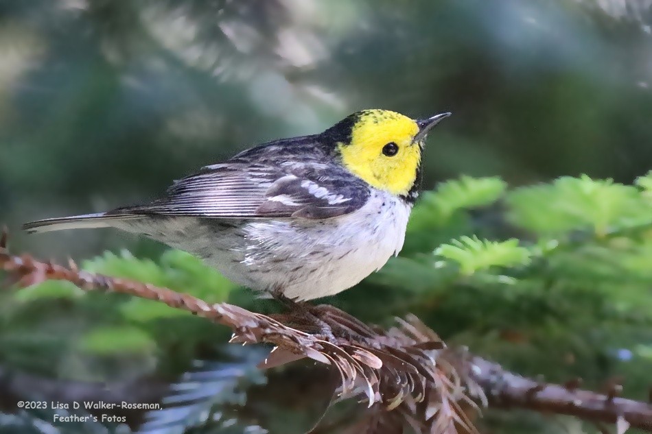 Hermit Warbler - ML580402411