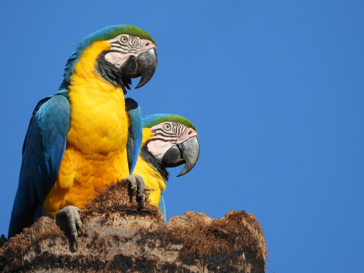 Blue-and-yellow Macaw - ML580402741
