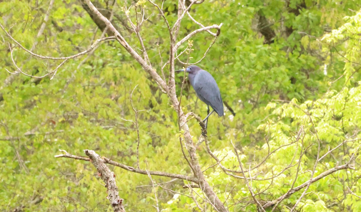 Little Blue Heron - ML580402951