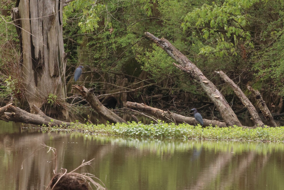 Little Blue Heron - ML580402961