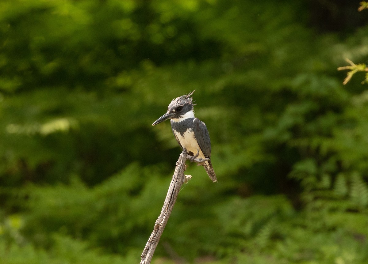 Belted Kingfisher - ML580403181