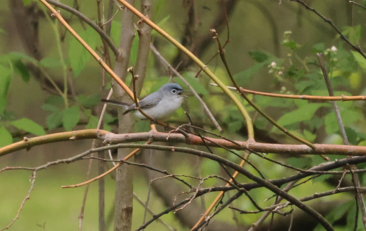 Blue-gray Gnatcatcher - ML580403411