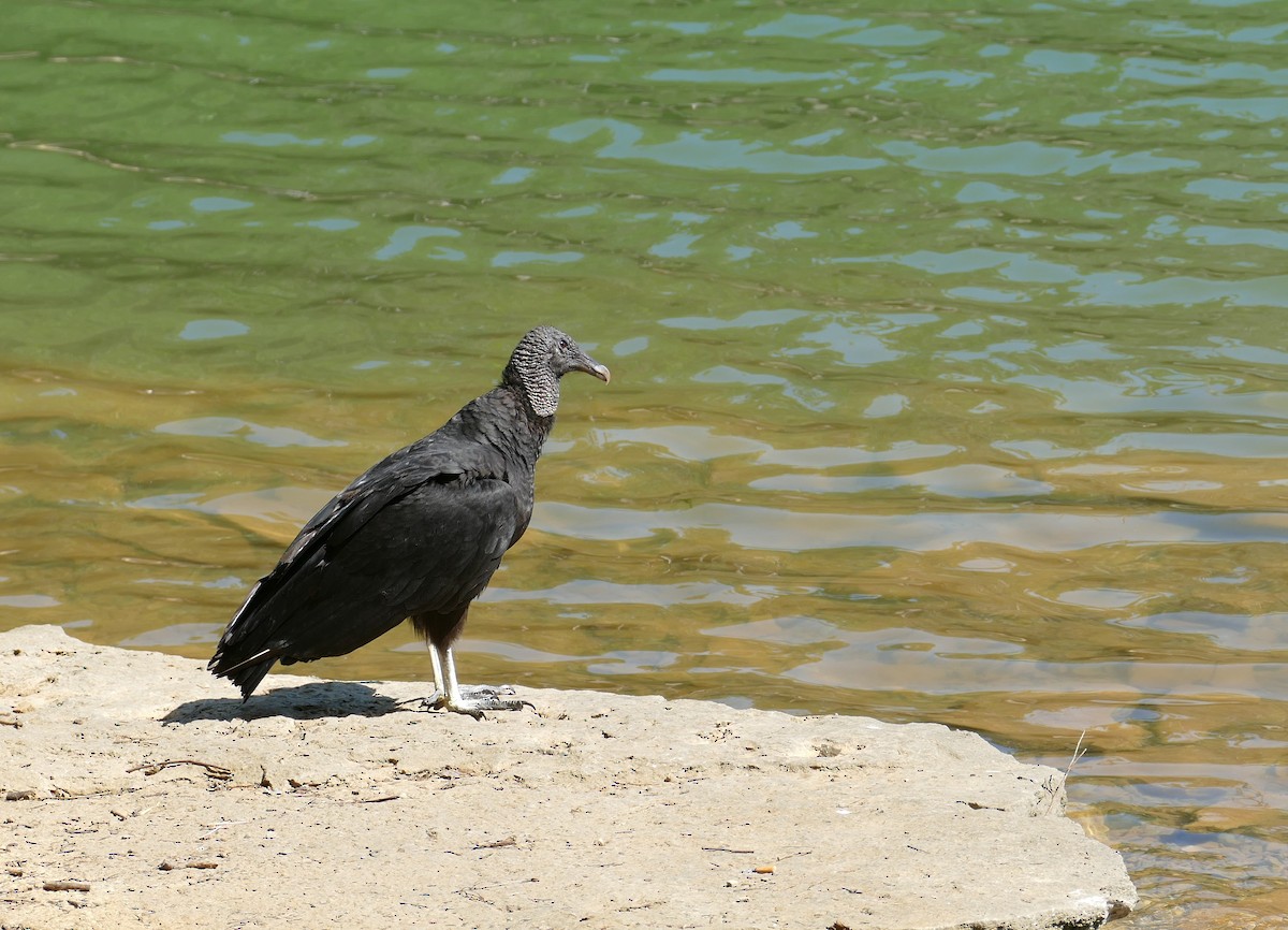 Black Vulture - ML580404141