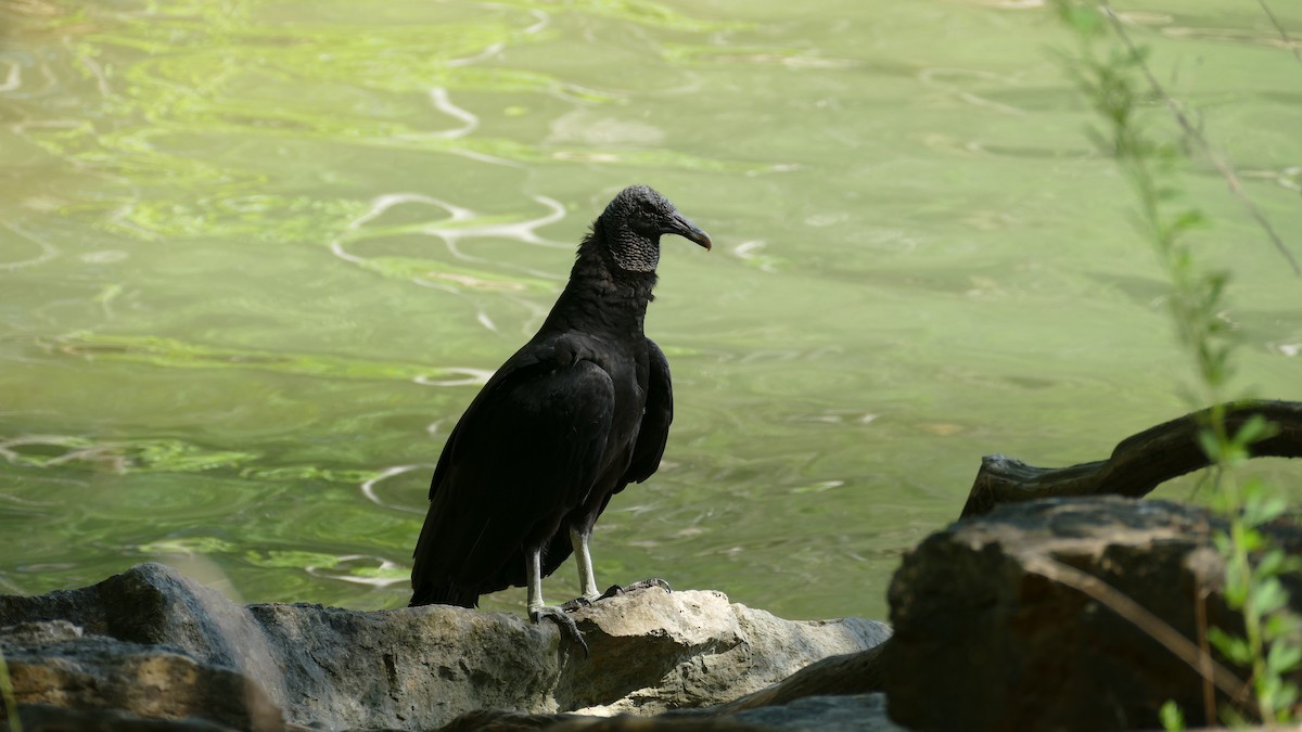 Black Vulture - ML580404151