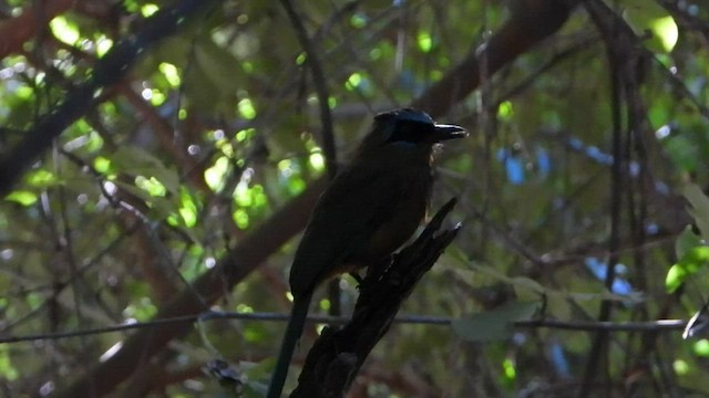 blåpannemotmot - ML580404451